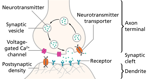 Synapse Schematic _en .svg